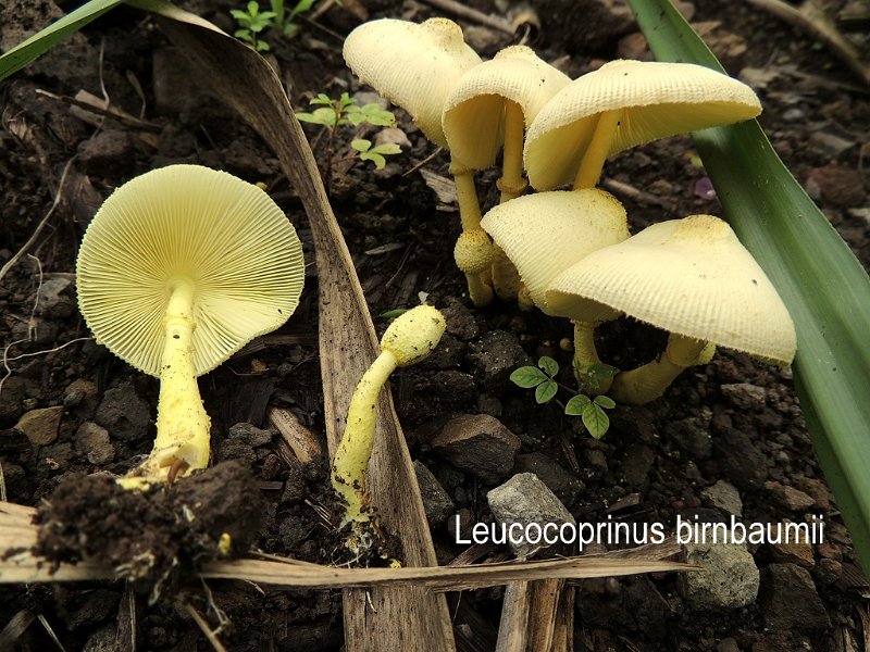 Leucocoprinus birnbaumii-amf2064.jpg - Leucocoprinus birnbaumii ; Syn: Lepiota lutea ; Nom français: Lépiote jaune